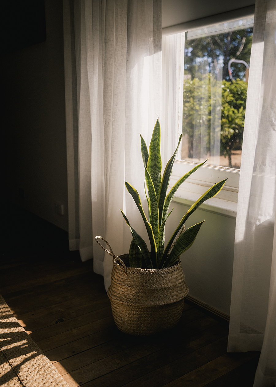 Mindful Merve: Bedroom Plants