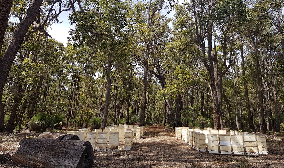 One Hive to Thriving Local Business: Esperance Honey