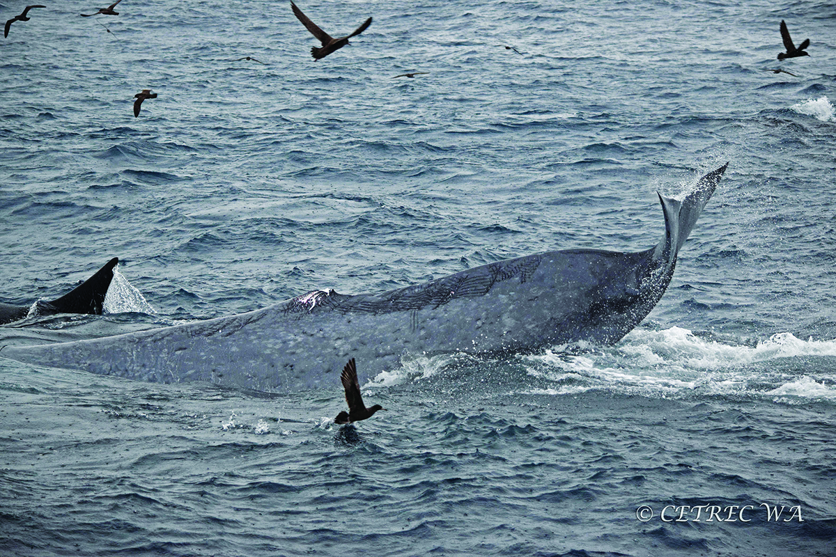 Bremer Bay’s Amazing Killer Whales