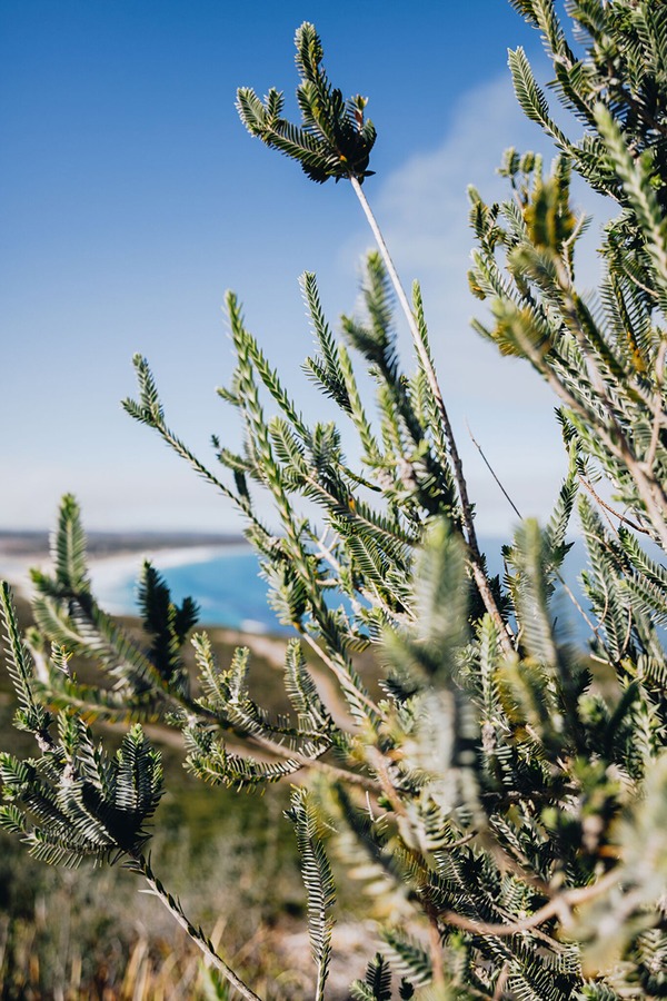 Wildflowers in Hopetoun