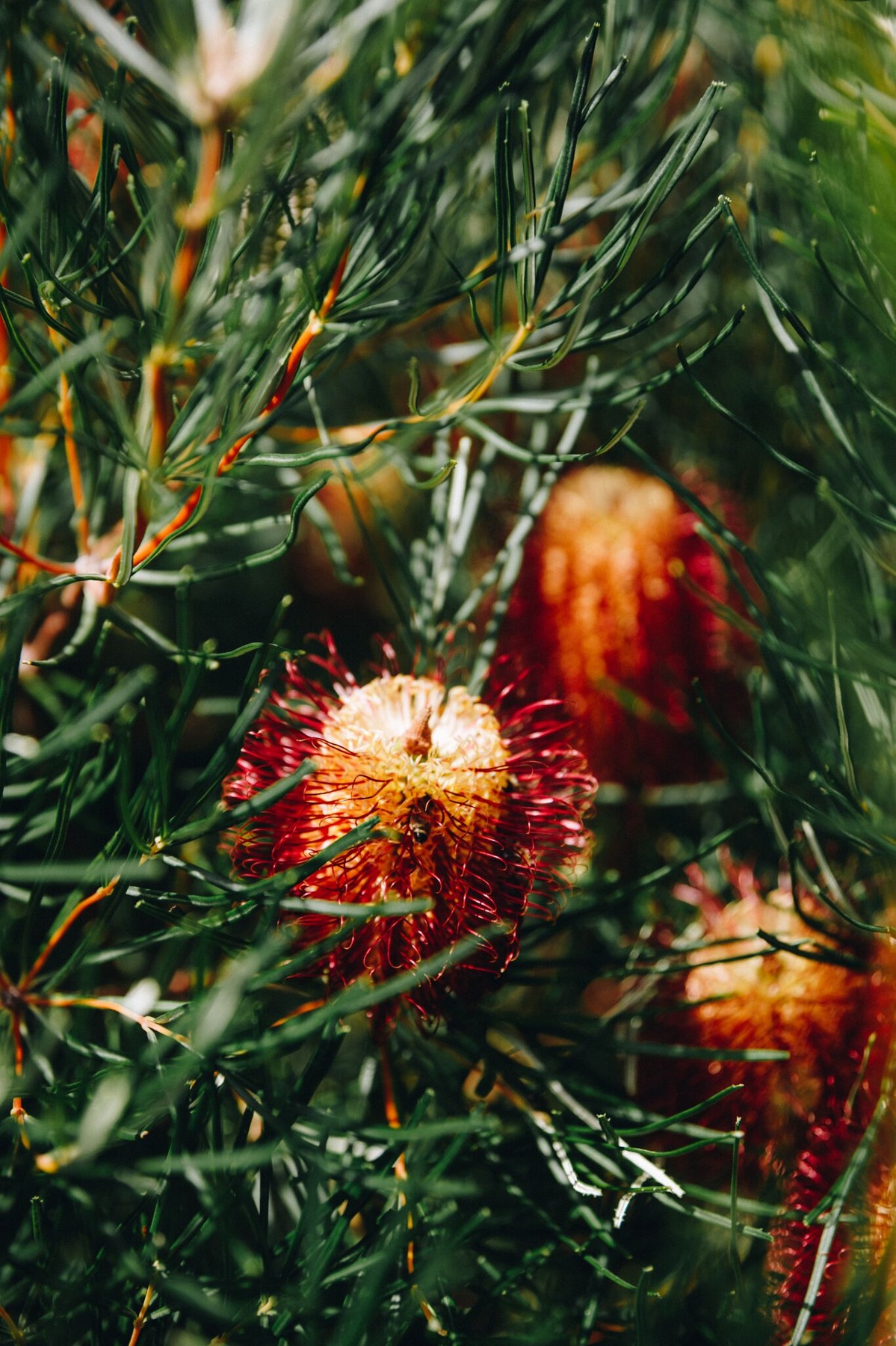 Banksia Spotted In Esperance