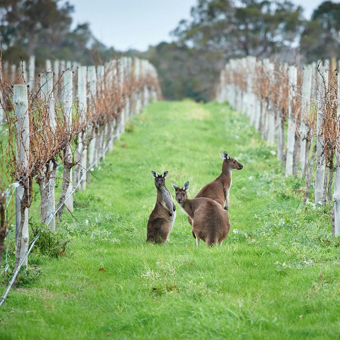 Great Wines Of The West