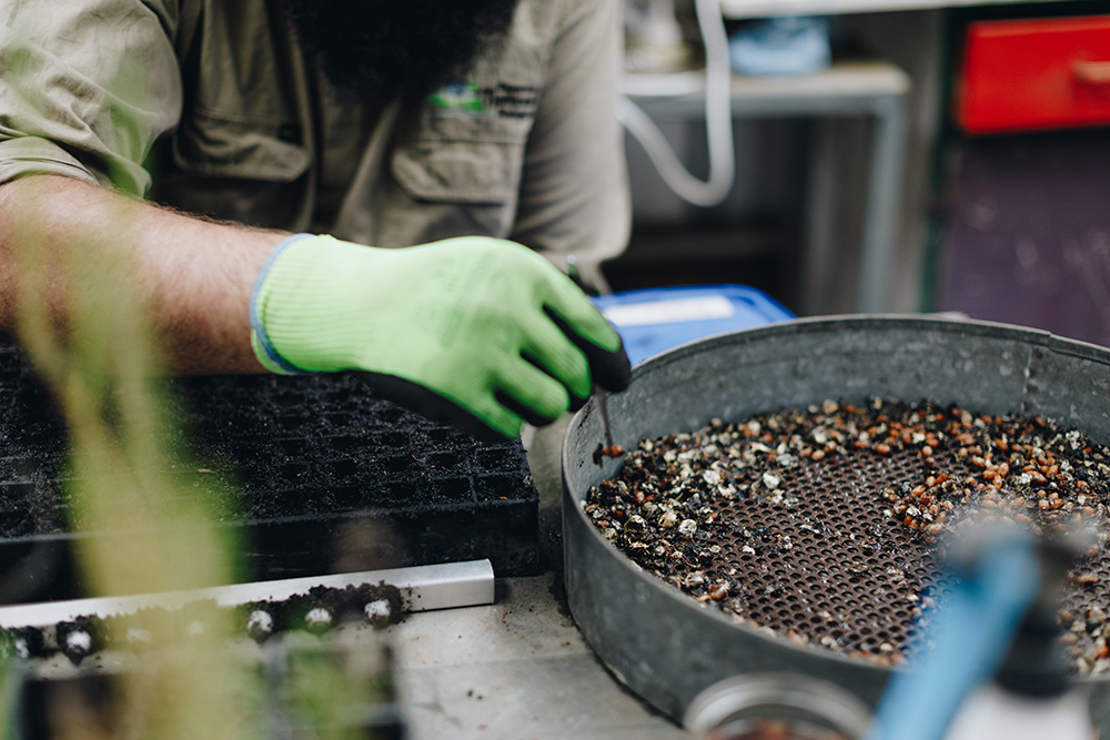 Esperance Farm Trees Esperance Farm Trees