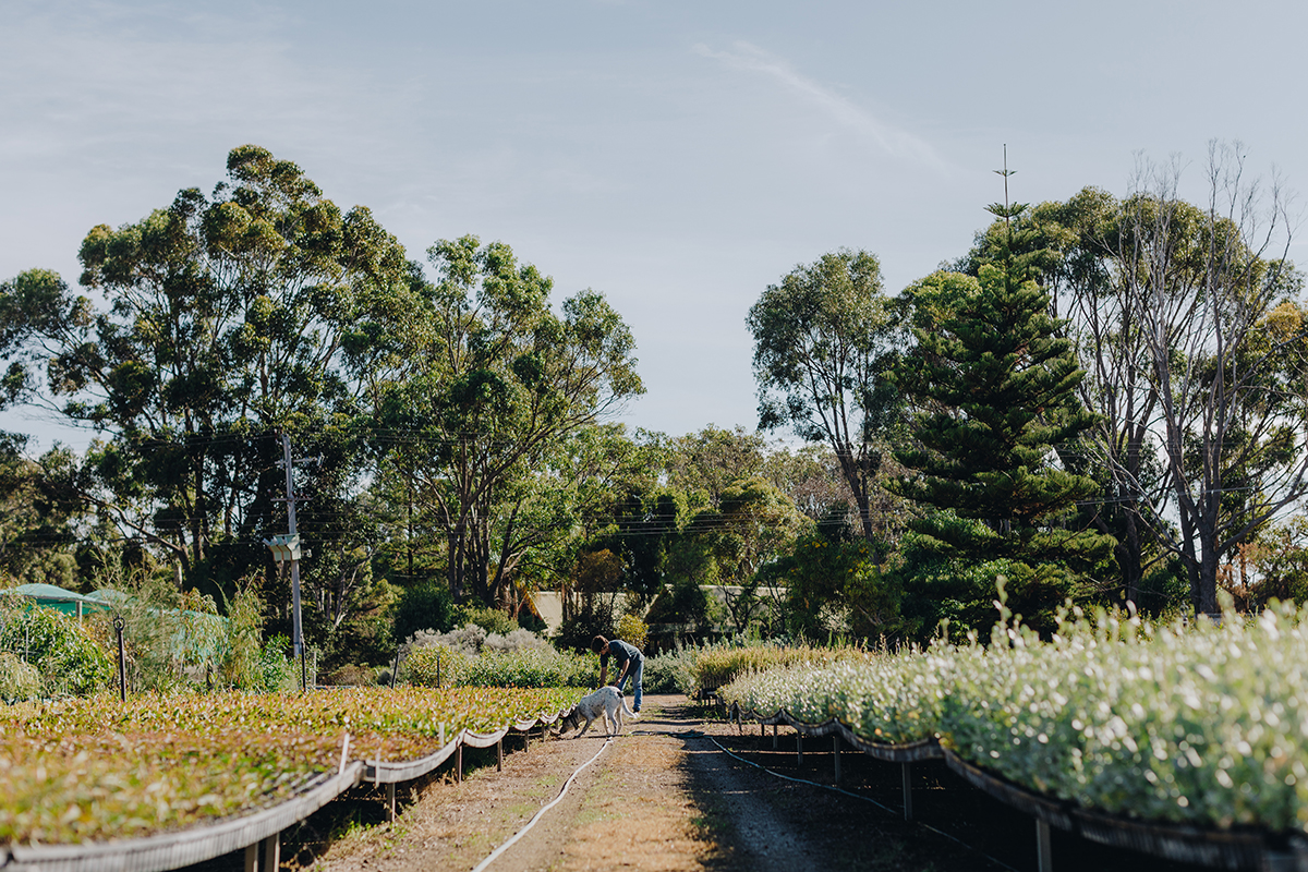 Home Grown: Esperance Farm Trees