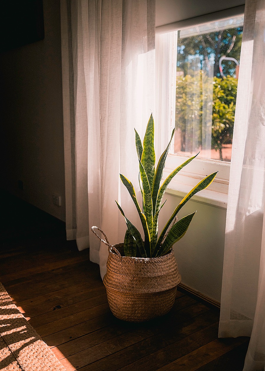 Bedroom Plants Esperance Tide